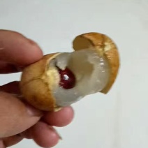 攀枝花薄皮肉多鲜龙眼