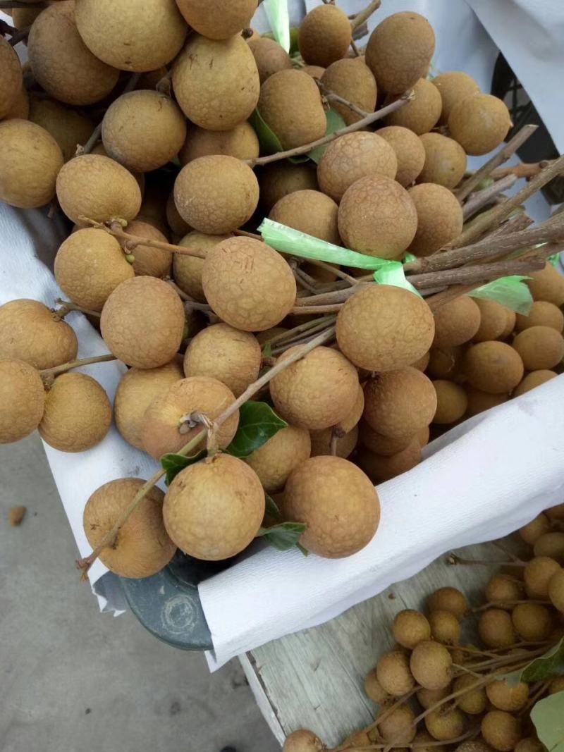 攀枝花薄皮肉多鲜龙眼
