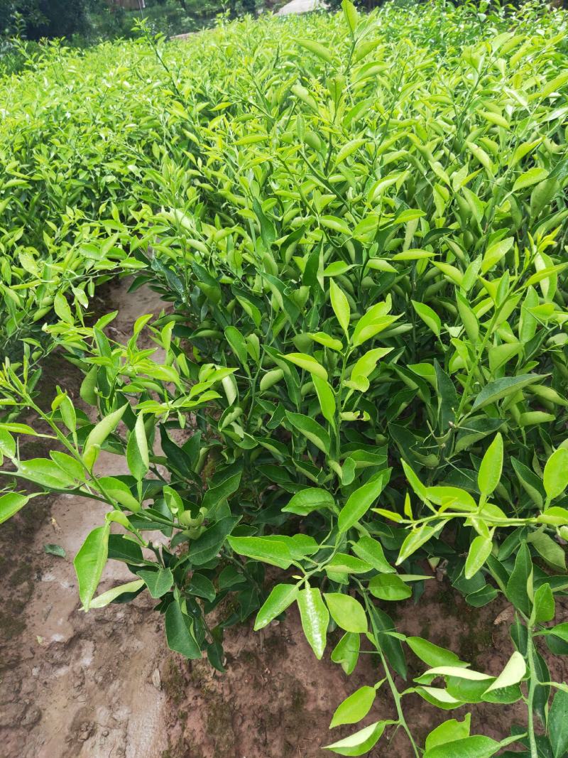 明日见苗，柑橘苗，四川明日见柑桔苗，明日见杯苗