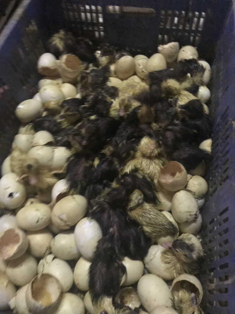 出售大种火鸭苗，诚信商家，品种优良，量大从优
