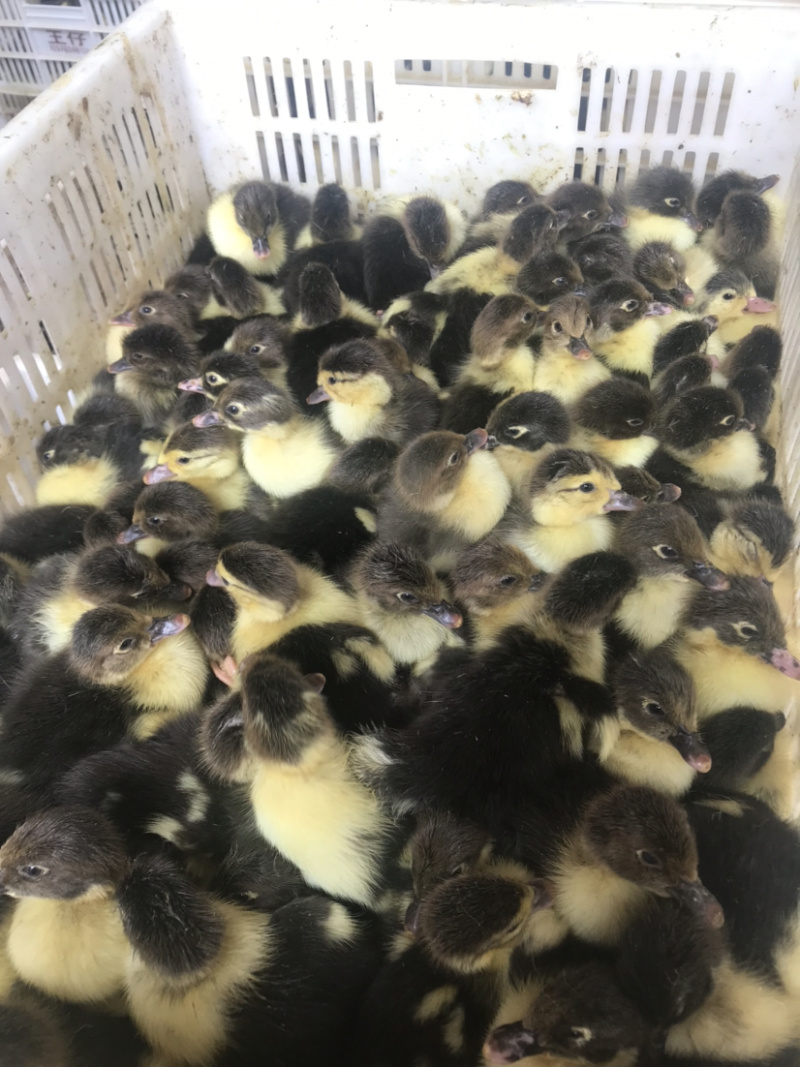 出售大种火鸭苗，诚信商家，品种优良，量大从优