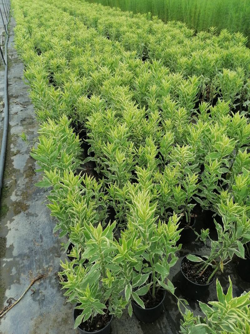 假龙头草基地实拍视频，假龙头草价格，假龙头成都货源