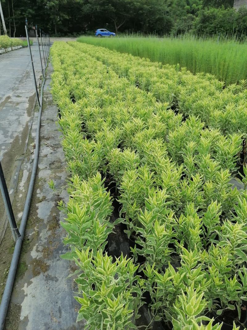 假龙头草基地实拍视频，假龙头草价格，假龙头成都货源