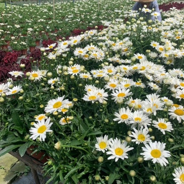 大花滨菊双色杯苗实拍图片视频，大花滨菊介绍