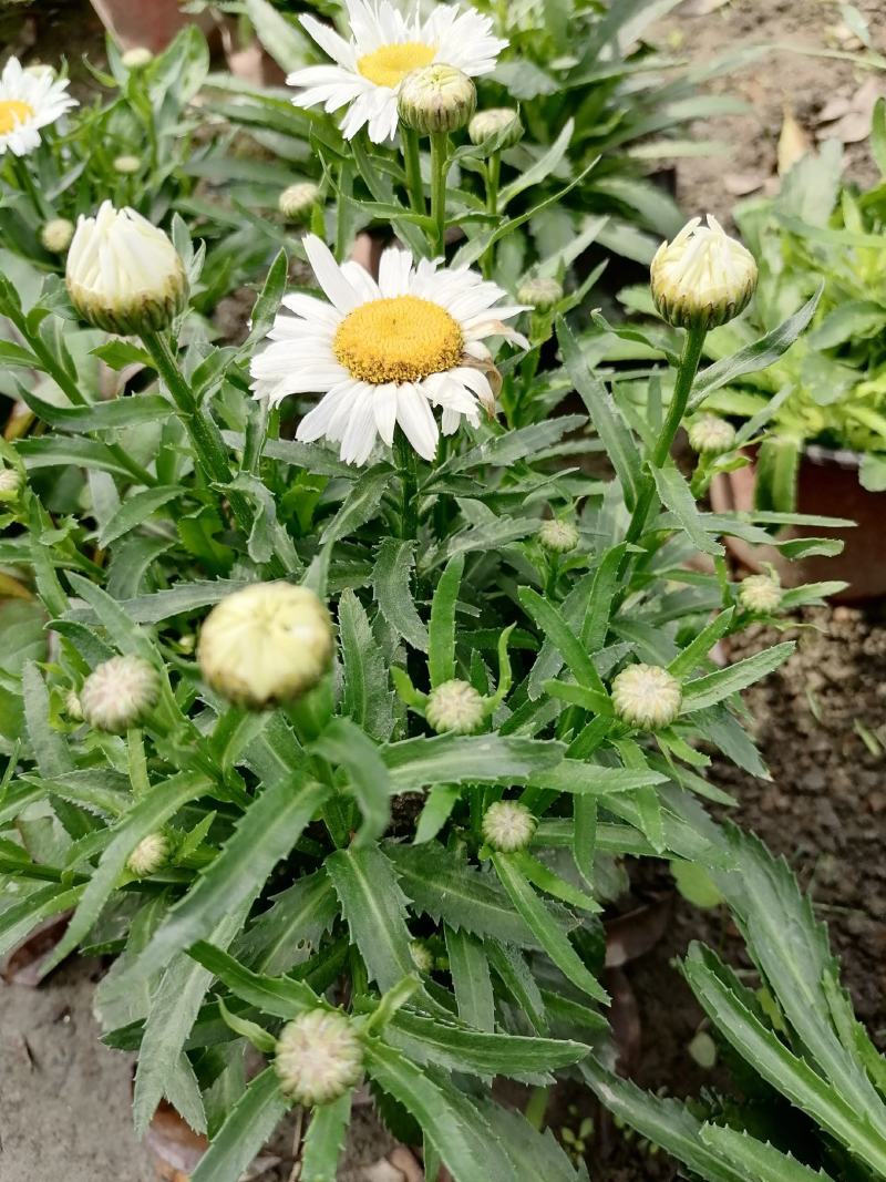 大花滨菊双色杯苗实拍图片视频，大花滨菊介绍