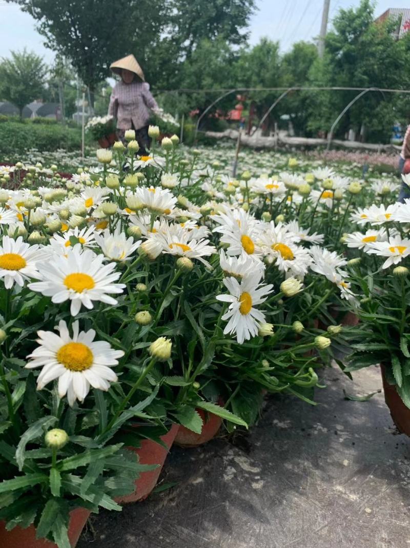 大花滨菊双色杯苗实拍图片视频，大花滨菊介绍