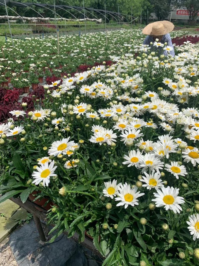 大花滨菊双色杯苗实拍图片视频，大花滨菊介绍