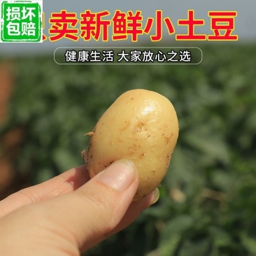 武川小土豆（烧烤，涮，炸）