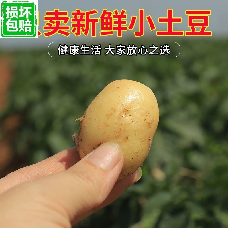 武川小土豆（烧烤，涮，炸）