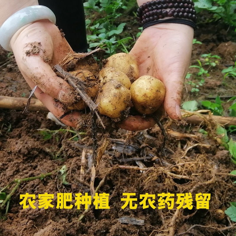 武川小土豆（烧烤，涮，炸）