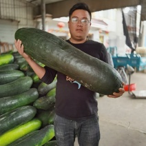 江苏黑皮冬瓜基地直供大量上市颜色亮包上车