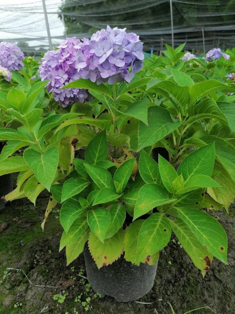 紫色绣球花基地大量供应，紫色绣球花价格多少