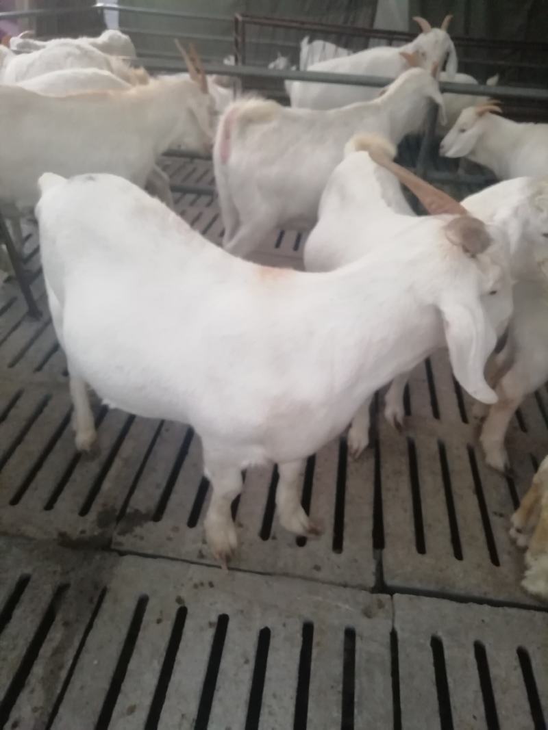奶山羊，代奶的，怀孕的，羊羔都有，品种好，产奶多日产9斤