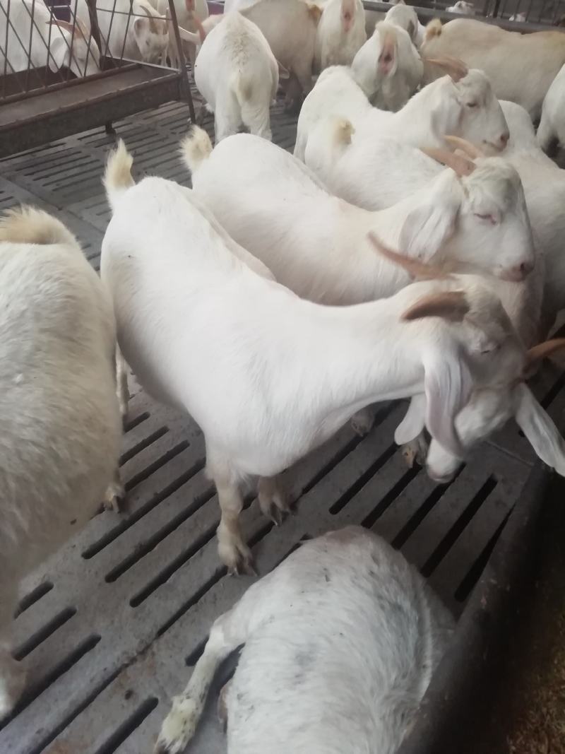 奶山羊，代奶的，怀孕的，羊羔都有，品种好，产奶多日产9斤
