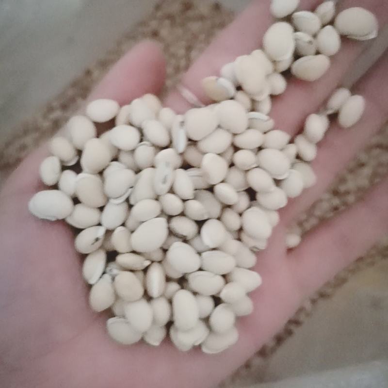 扁豆各种规格产地直供大量批发质量保证