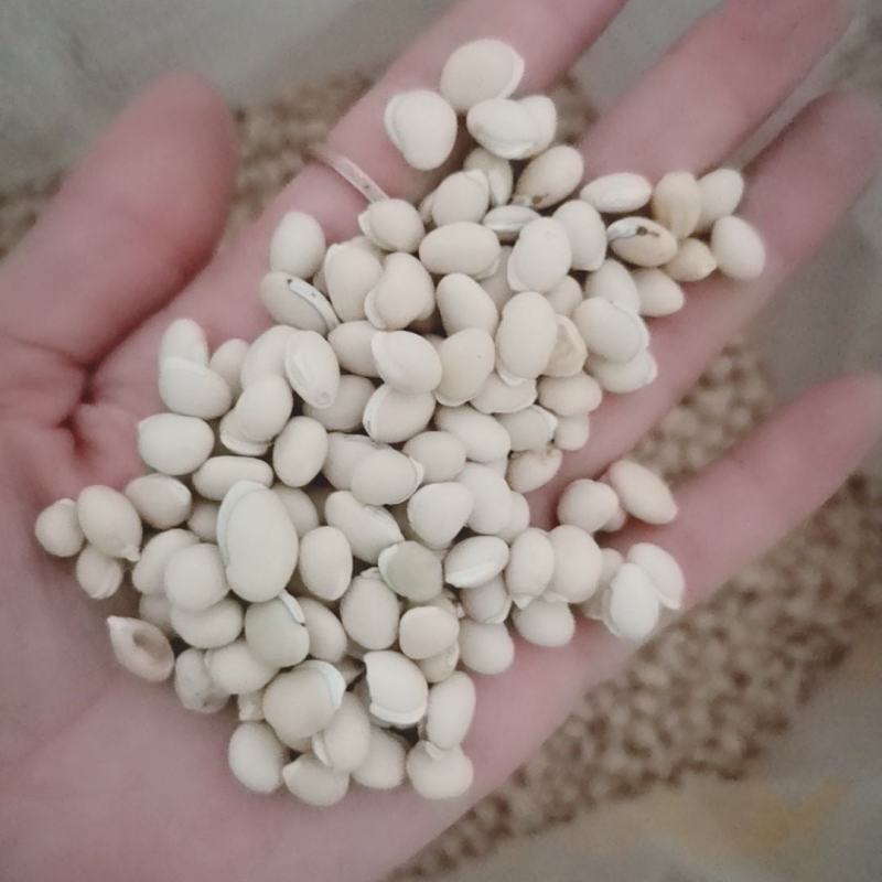 扁豆各种规格产地直供大量批发质量保证