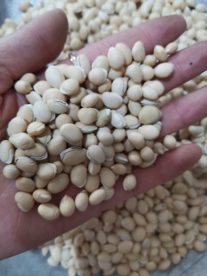 扁豆各种规格产地直供大量批发质量保证