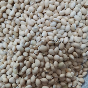 扁豆各种规格产地直供大量批发质量保证