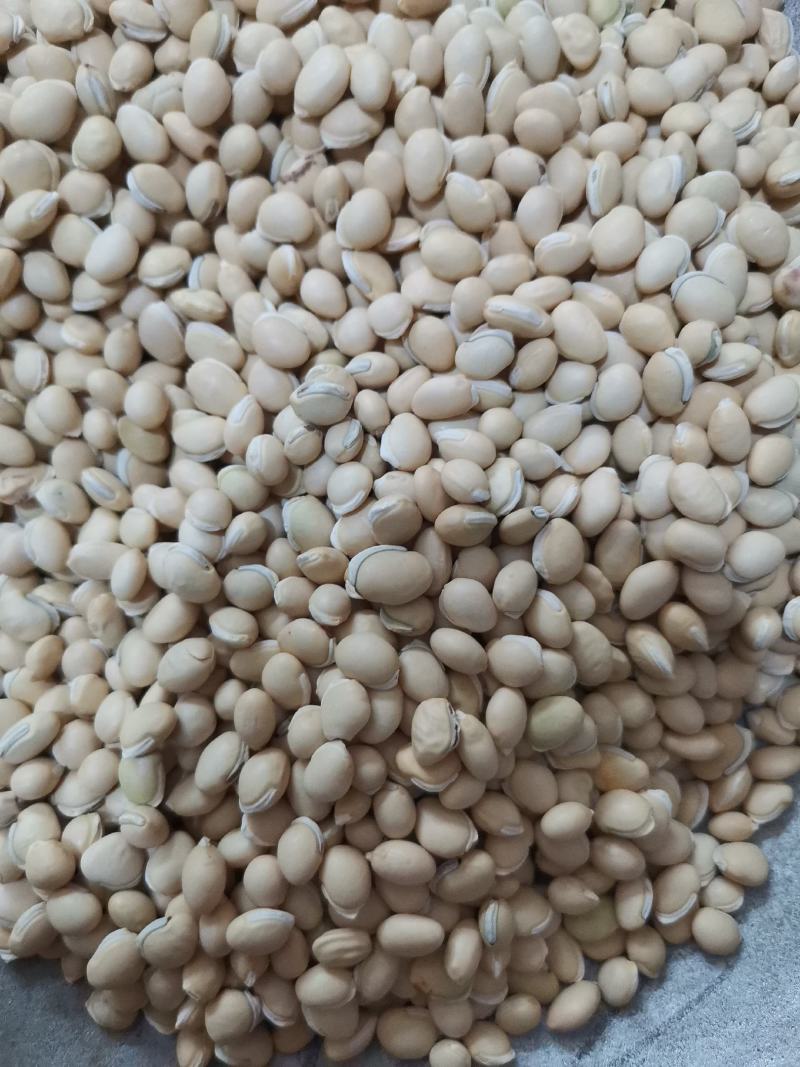 扁豆各种规格产地直供大量批发质量保证