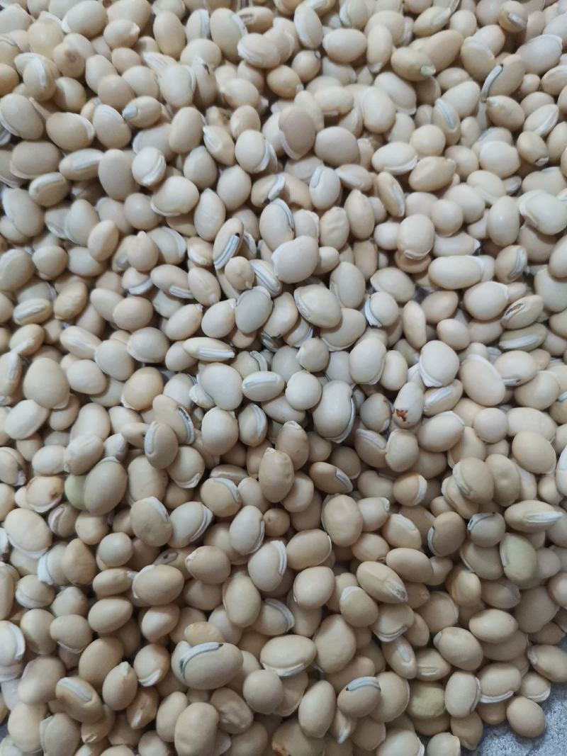 扁豆各种规格产地直供大量批发质量保证