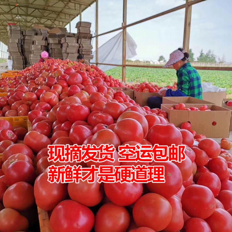 新疆沙瓤西红柿普罗旺斯番茄【支持一件代发】出口级别