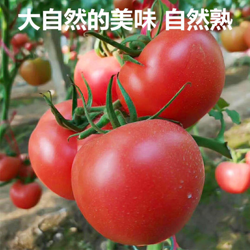 新疆沙瓤西红柿普罗旺斯番茄【支持一件代发】出口级别