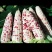 彩甜糯玉米7分甜3分糯，大量现货供应，一手货源，欢迎电联