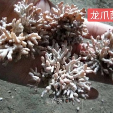 人工种植龙爪菌产地直销质量保证可长期合作