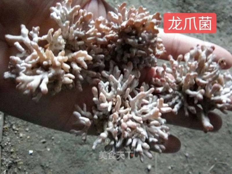 人工种植龙爪菌产地直销质量保证可长期合作