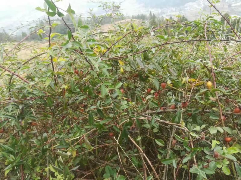金樱子新鲜货9块钱一斤