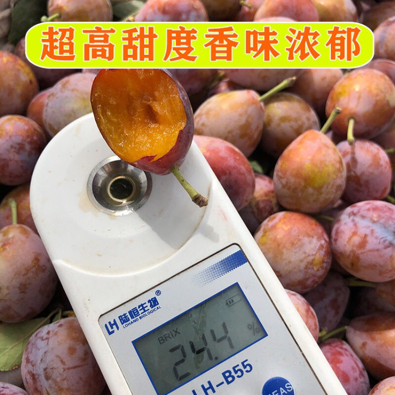优质新疆西梅法兰西西梅【一件代发】欢迎选购