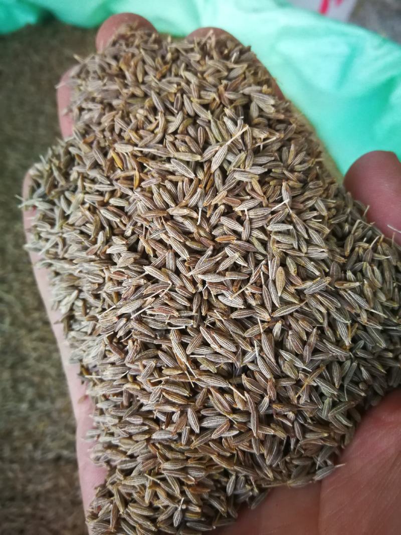 孜然孜然粒产地直销烧烤料批发各种调料