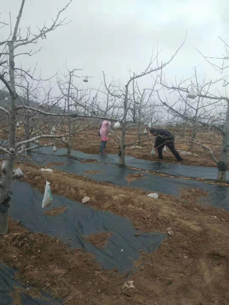 厂家直供：防草地布，PE材质国标防草地布，厂家低价供应