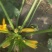 青黄节瓜，山东高品质~迎新老长久合作