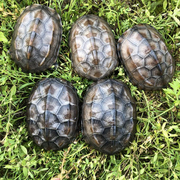中华草龟、1−5两、活体放生，冷水小草龟、外塘草龟
