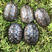 中华草龟、1−5两、活体放生，冷水小草龟、外塘草龟