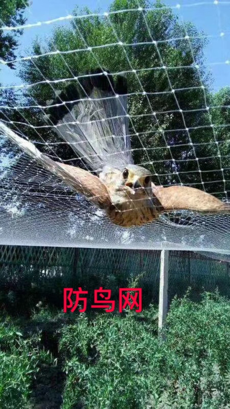 厂家直供：果园专用防鸟网，大棚专用防鸟网，厂家直供
