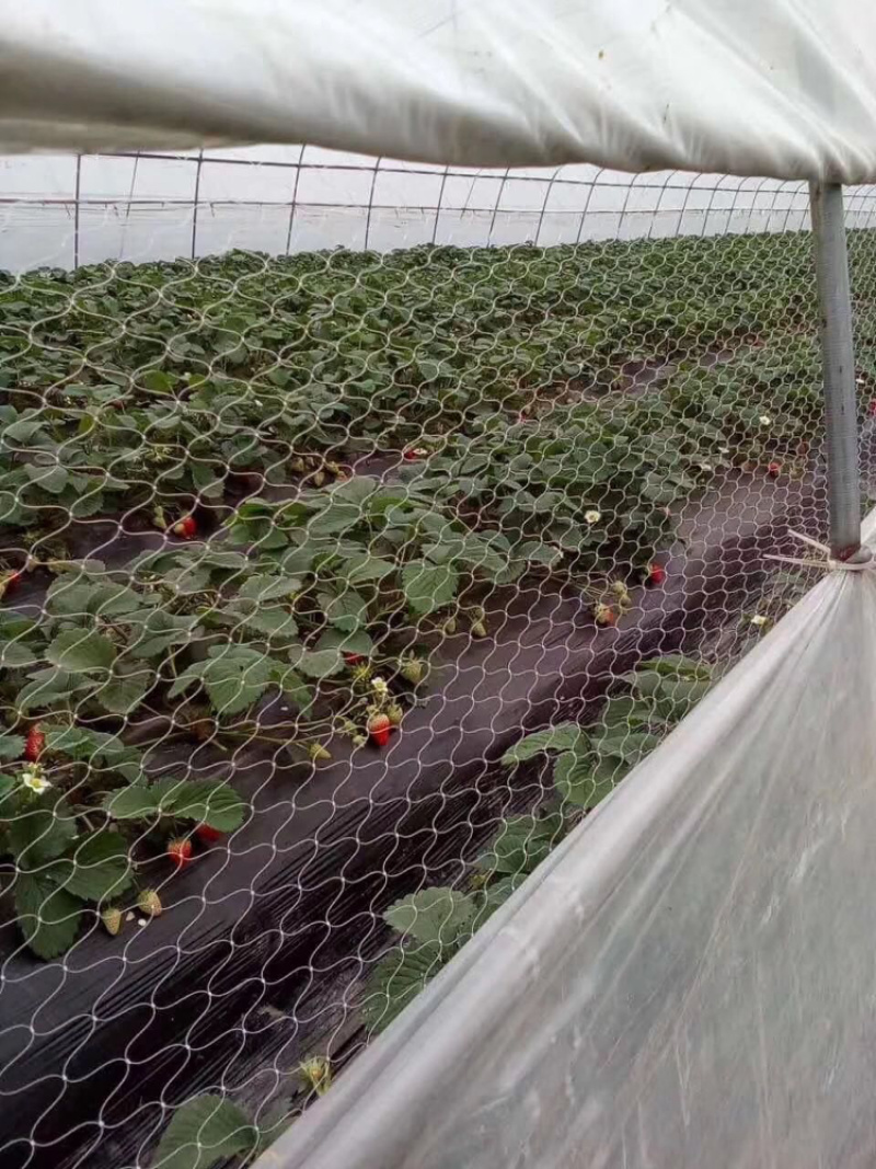 厂家直供：果园专用防鸟网，大棚专用防鸟网，厂家直供