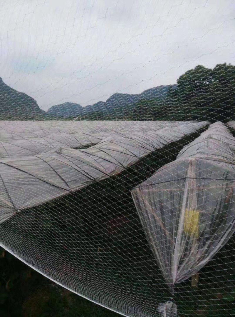 厂家直供：果园专用防鸟网，大棚专用防鸟网，厂家直供