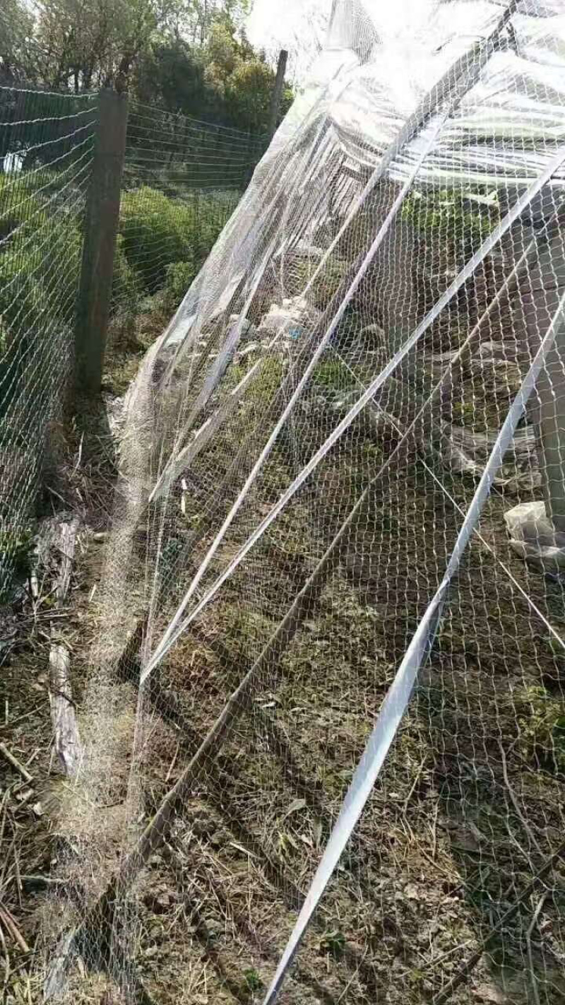 厂家直供：果园专用防鸟网，大棚专用防鸟网，厂家直供