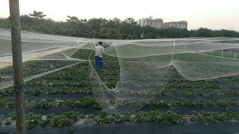 厂家直供：果园专用防鸟网，大棚专用防鸟网，厂家直供