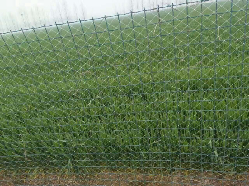 厂家直供：果园专用防鸟网，大棚专用防鸟网，厂家直供
