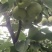 【热销】攀枝花丁香梨1259)，早熟梨上市，欢迎选购