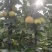 【热销】攀枝花丁香梨1259)，早熟梨上市，欢迎选购