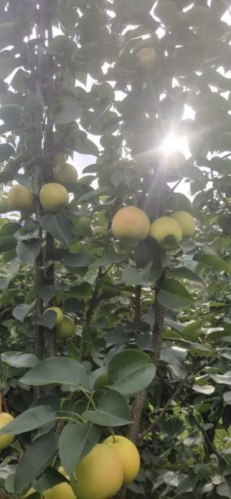 【热销】攀枝花丁香梨1259)，早熟梨上市，欢迎选购