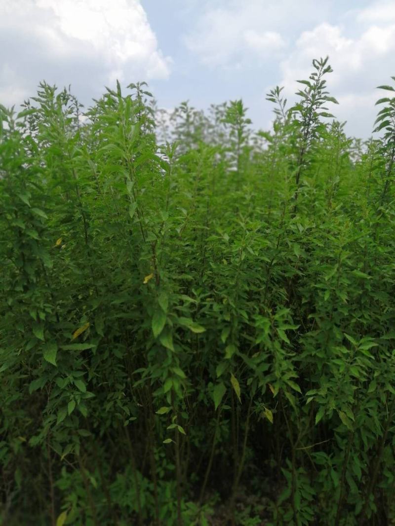 广东溪黄草，苦溪黄草，优质溪黄草，质量保证欢迎下单