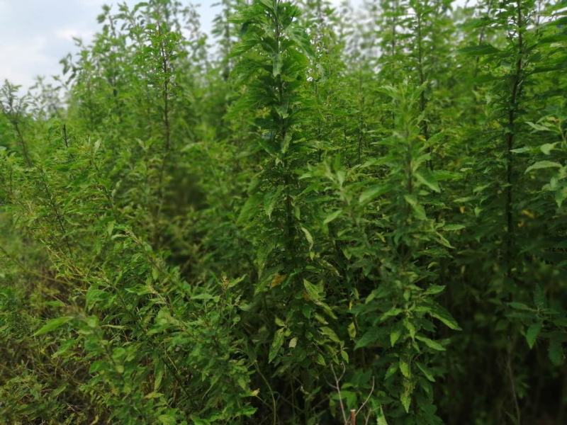 广东溪黄草，苦溪黄草，优质溪黄草，质量保证欢迎下单