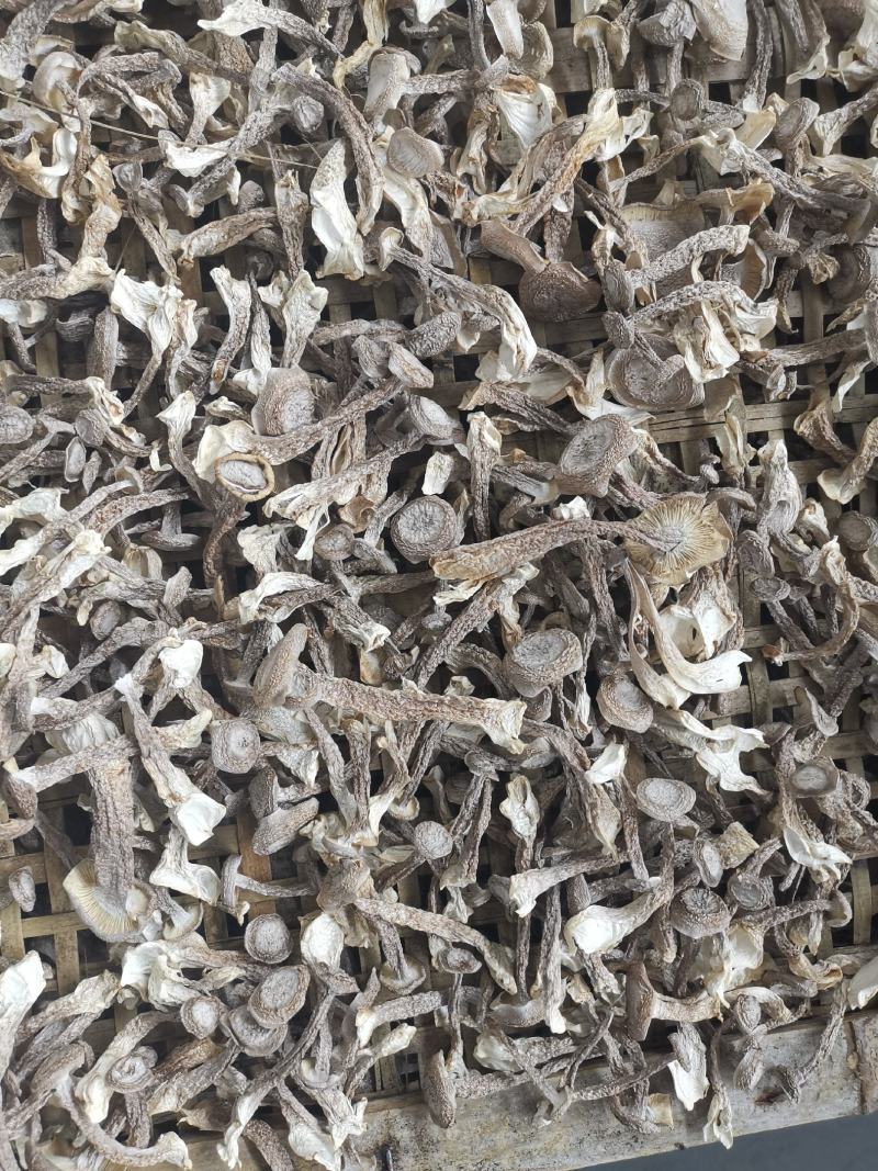【牛商推荐】丹阳鹿茸菇干货产地直发保质保量量大从优