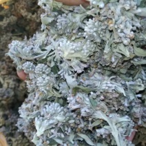 中药材野生密蒙花，新花上市中，只做生态搬运工