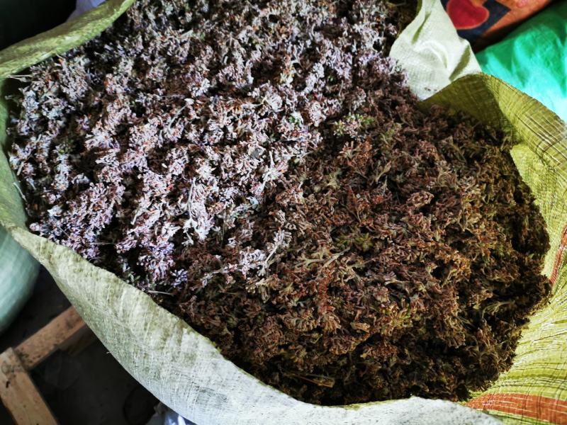 中药材野生密蒙花，新花上市中，只做生态搬运工